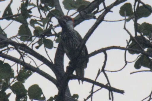 Bearded Woodpecker - ML616945956