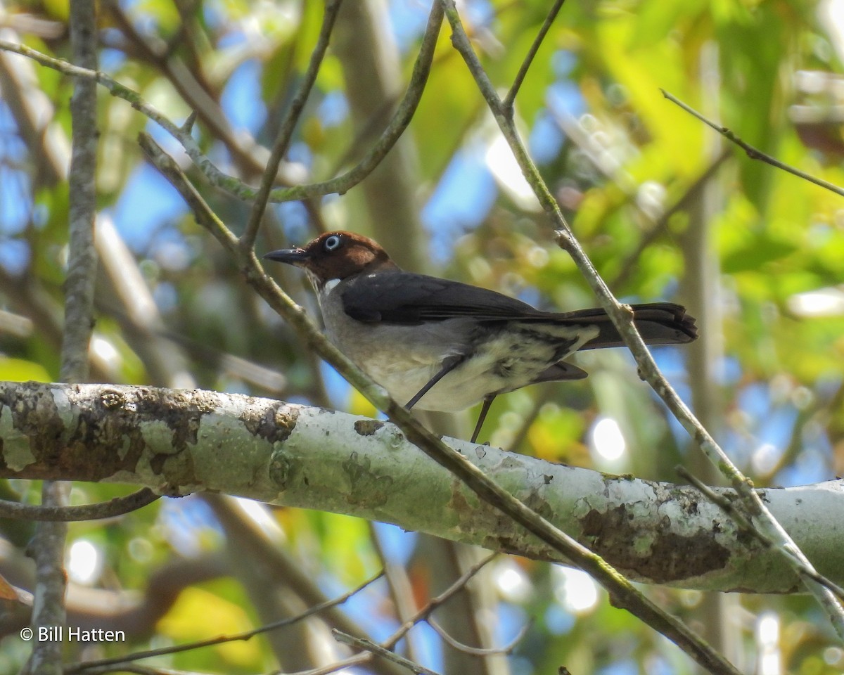 White-eyed Thrush - ML616945980