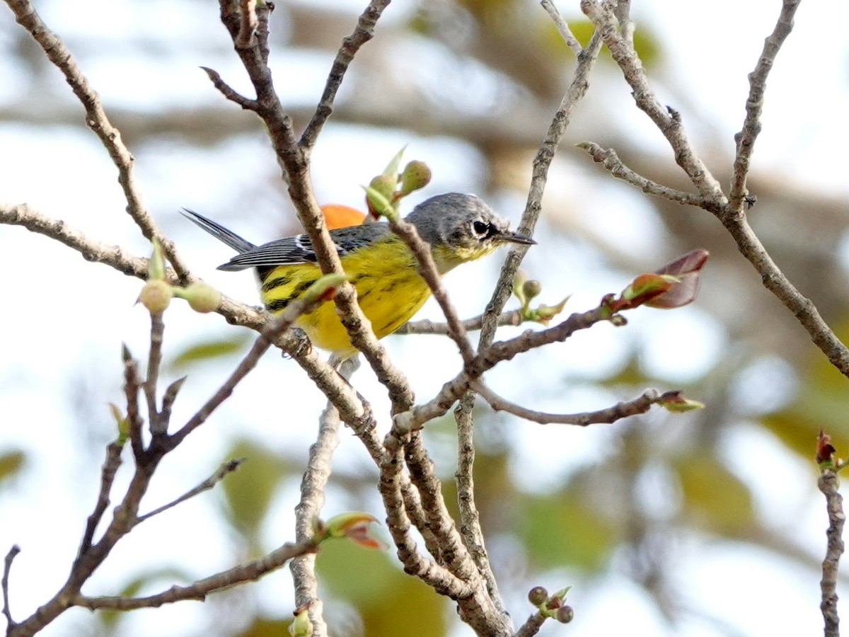 Magnolia Warbler - ML616945992