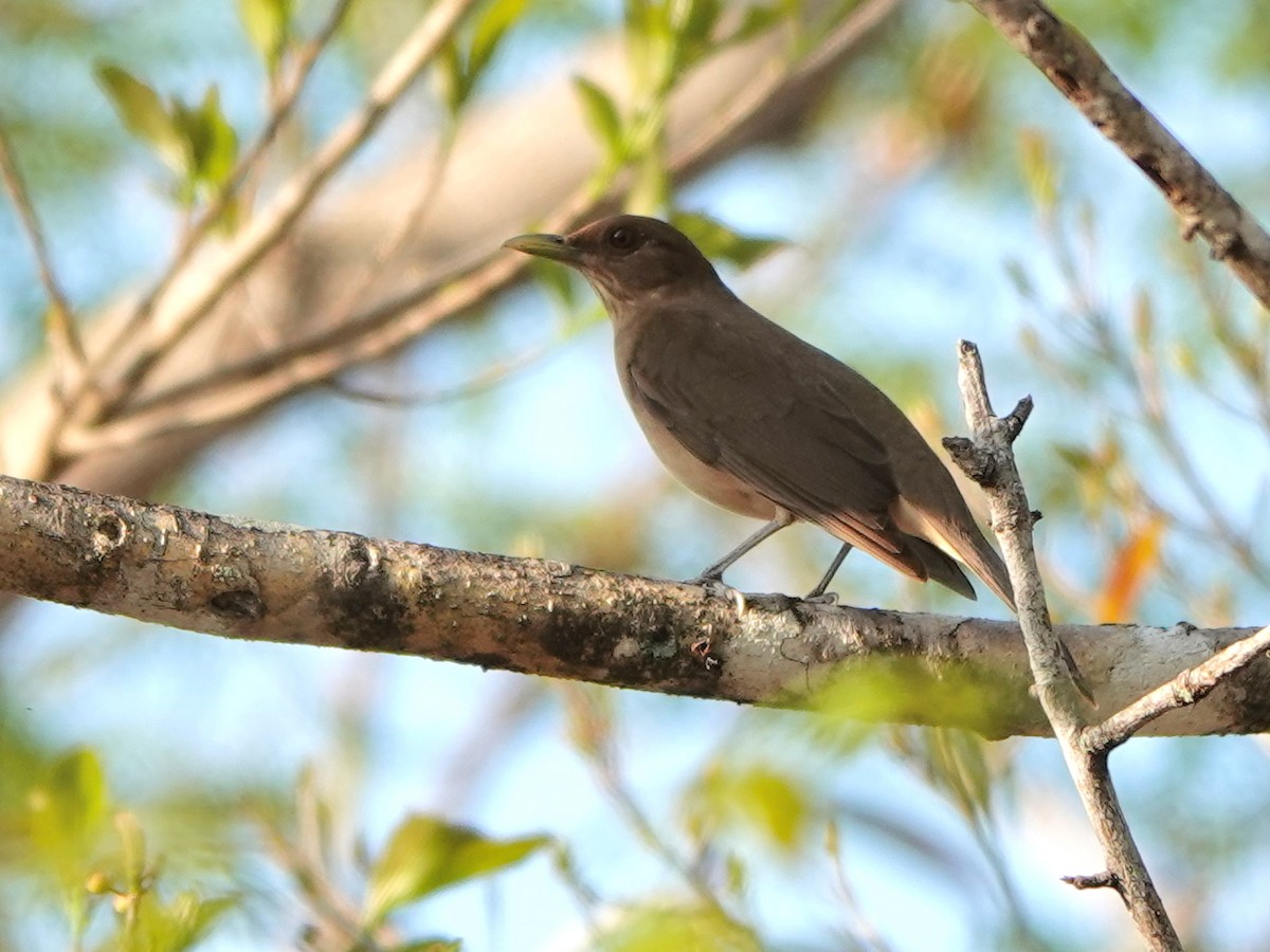 Clay-colored Thrush - ML616946006