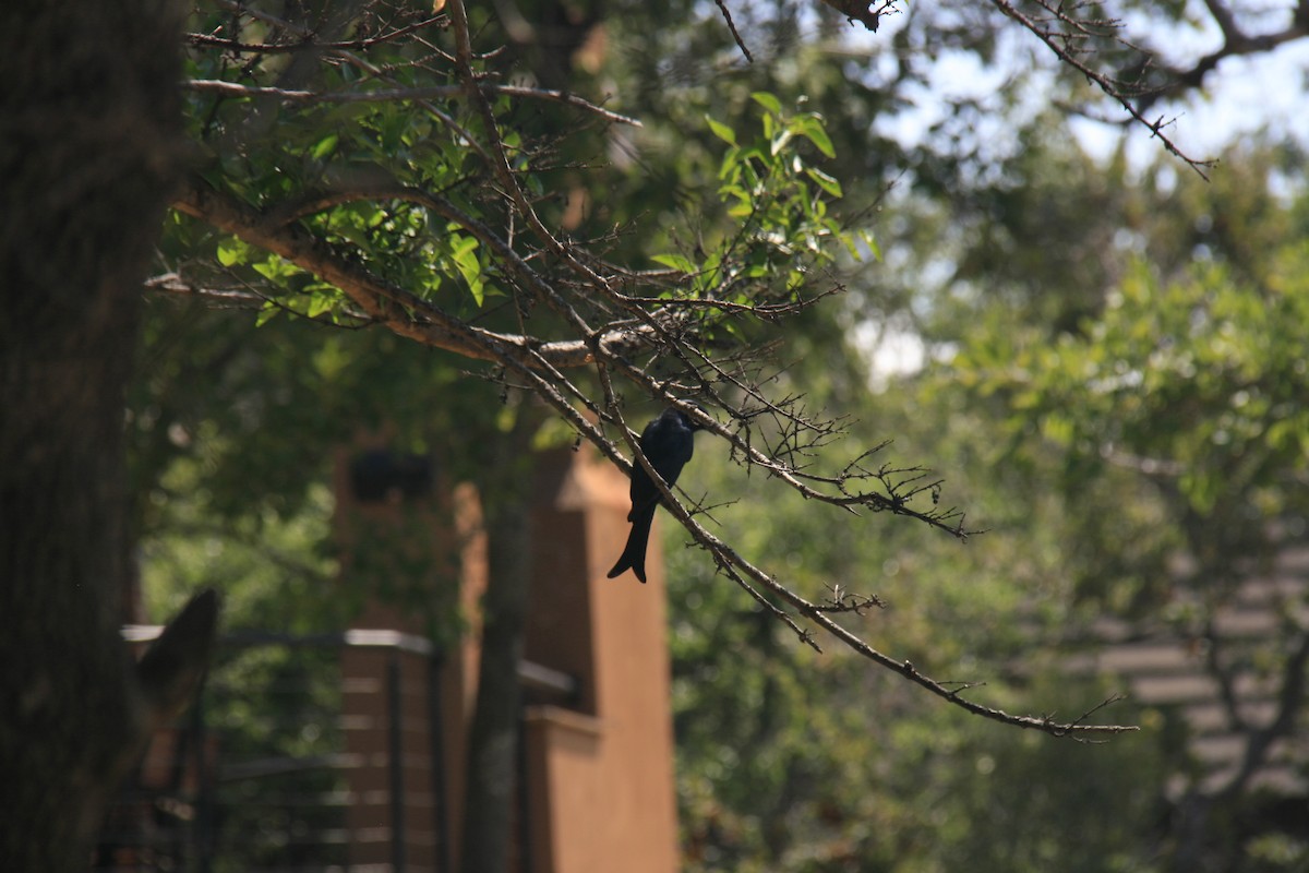 Fork-tailed Drongo - ML616946012