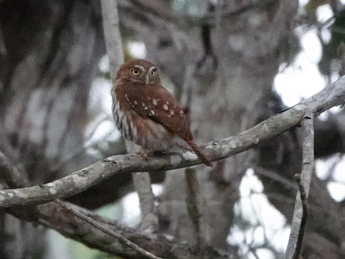 Ferruginous Pygmy-Owl - ML616946033