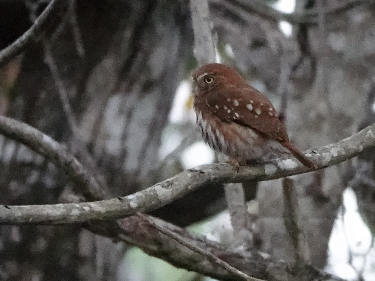 Ferruginous Pygmy-Owl - ML616946034