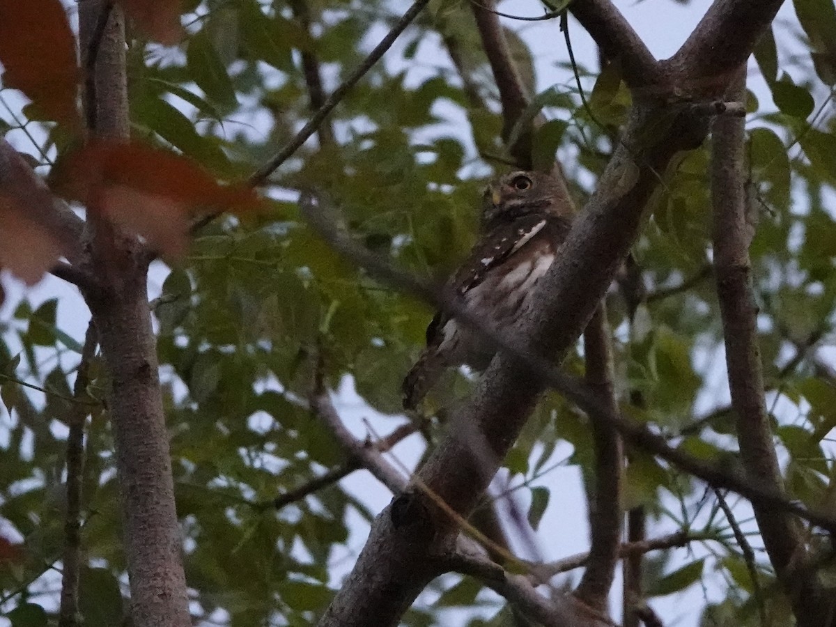 Ferruginous Pygmy-Owl - ML616946035