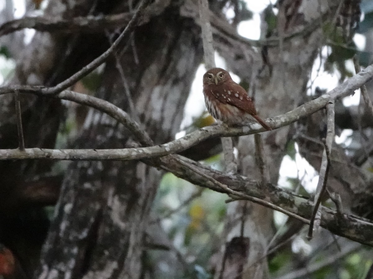 Ferruginous Pygmy-Owl - ML616946036