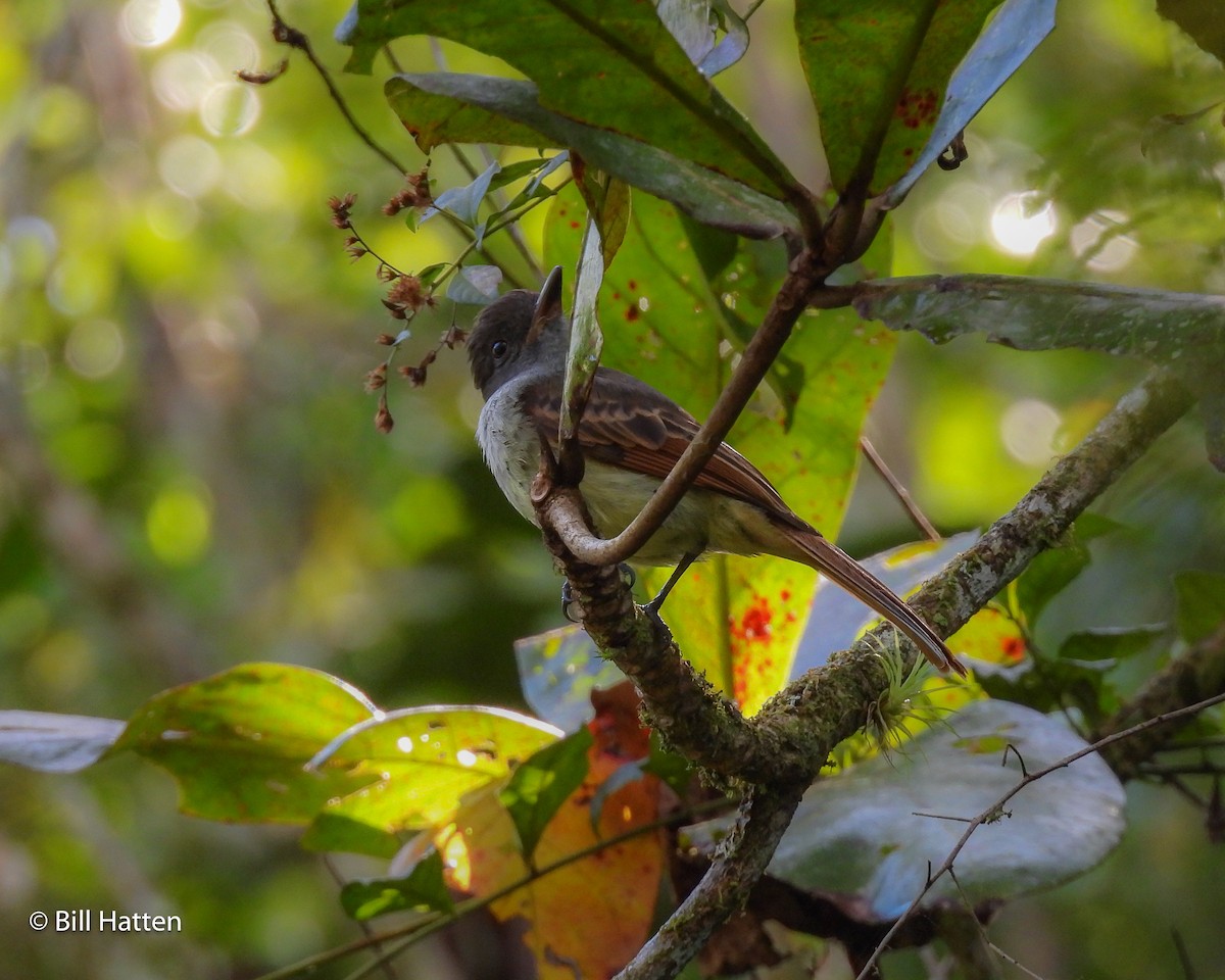 Rufous-tailed Flycatcher - Bill Hatten