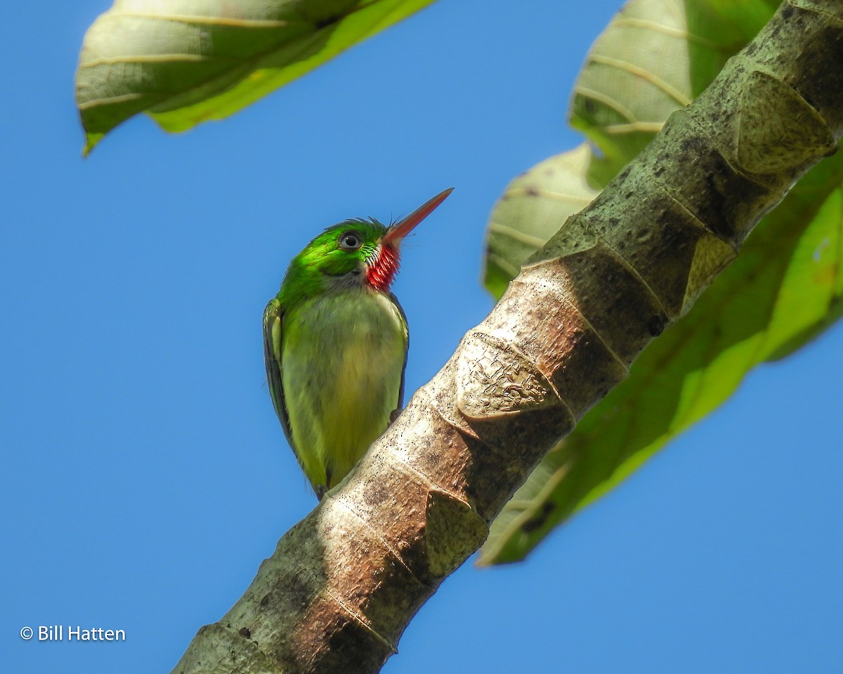 Jamaican Tody - ML616946069