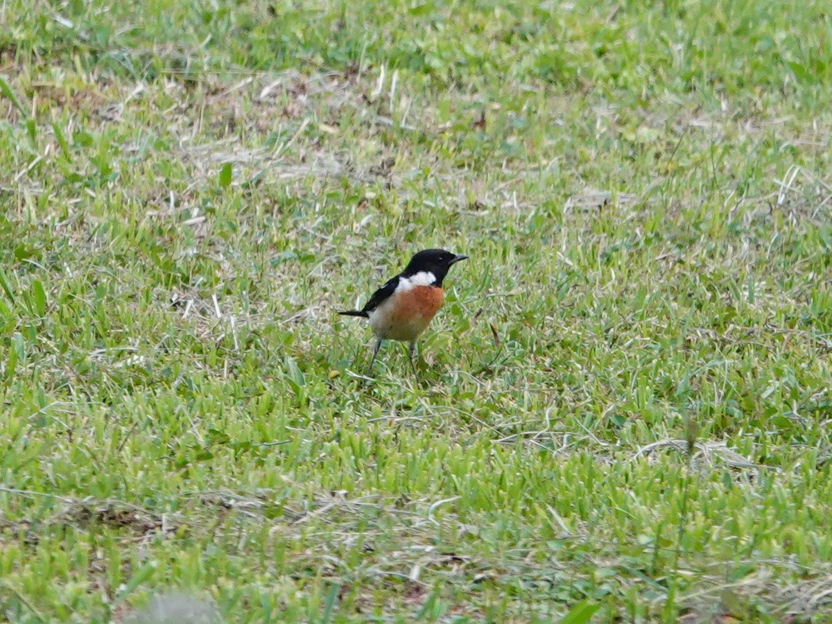 Siberian/Amur Stonechat - ML616946075