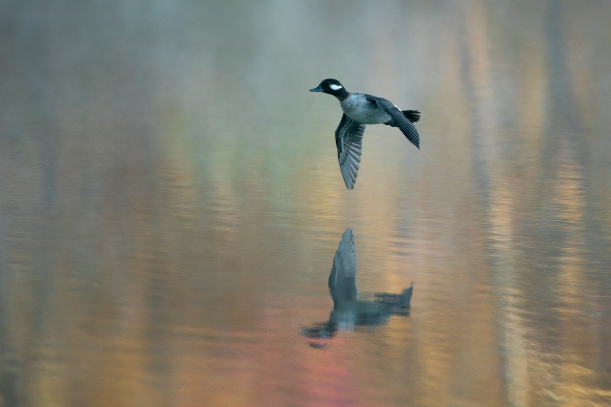 Bufflehead - Rick Wilhoit