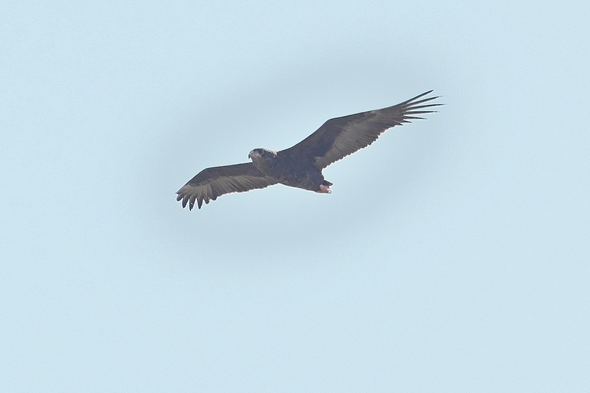 Bateleur - ML616946084