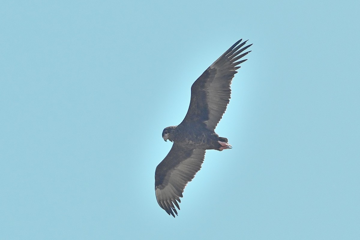 Bateleur - ML616946085