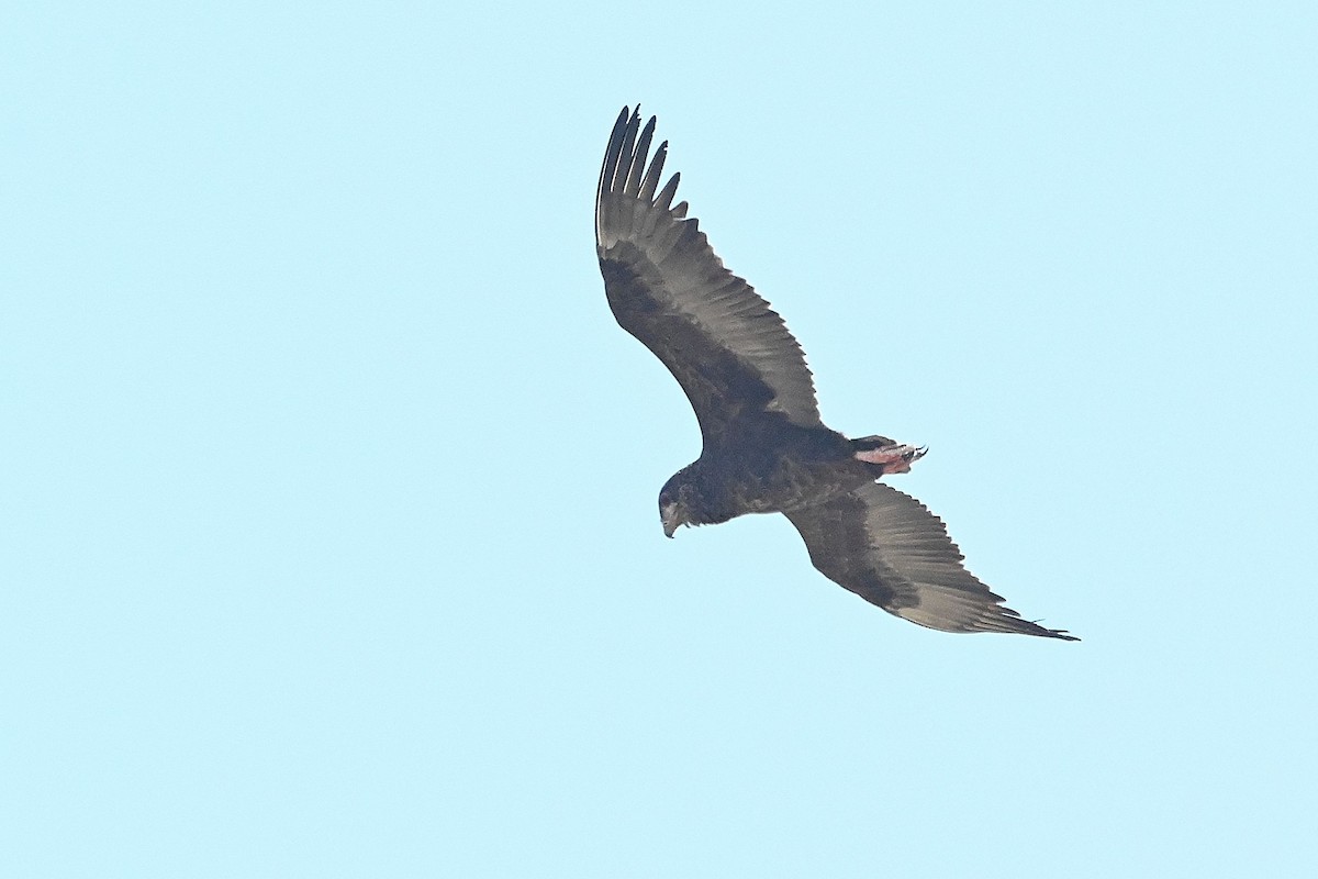 Bateleur - ML616946086