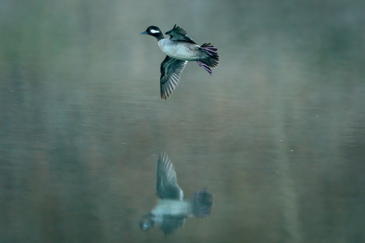 Bufflehead - Rick Wilhoit