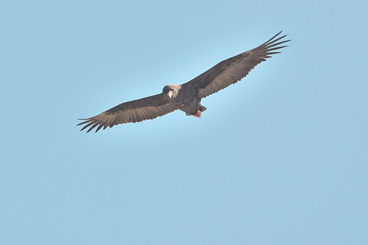 Bateleur - ML616946100