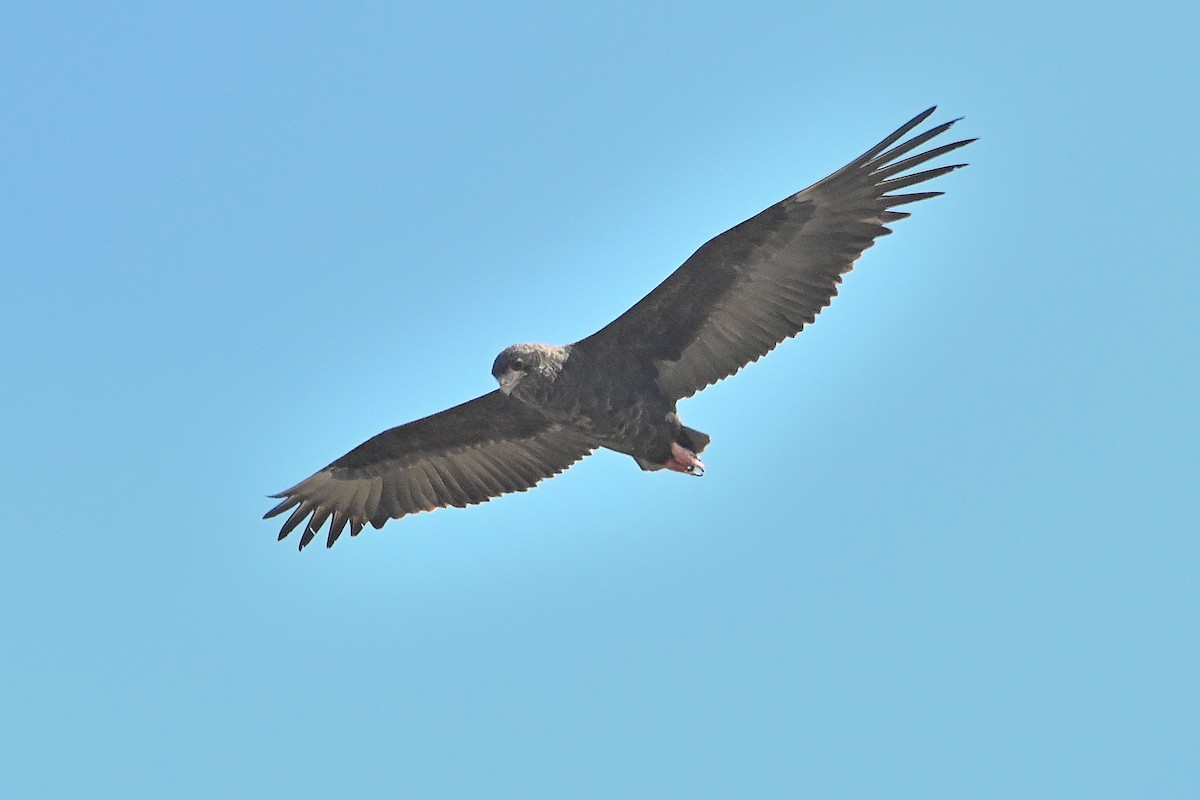 Bateleur - ML616946102