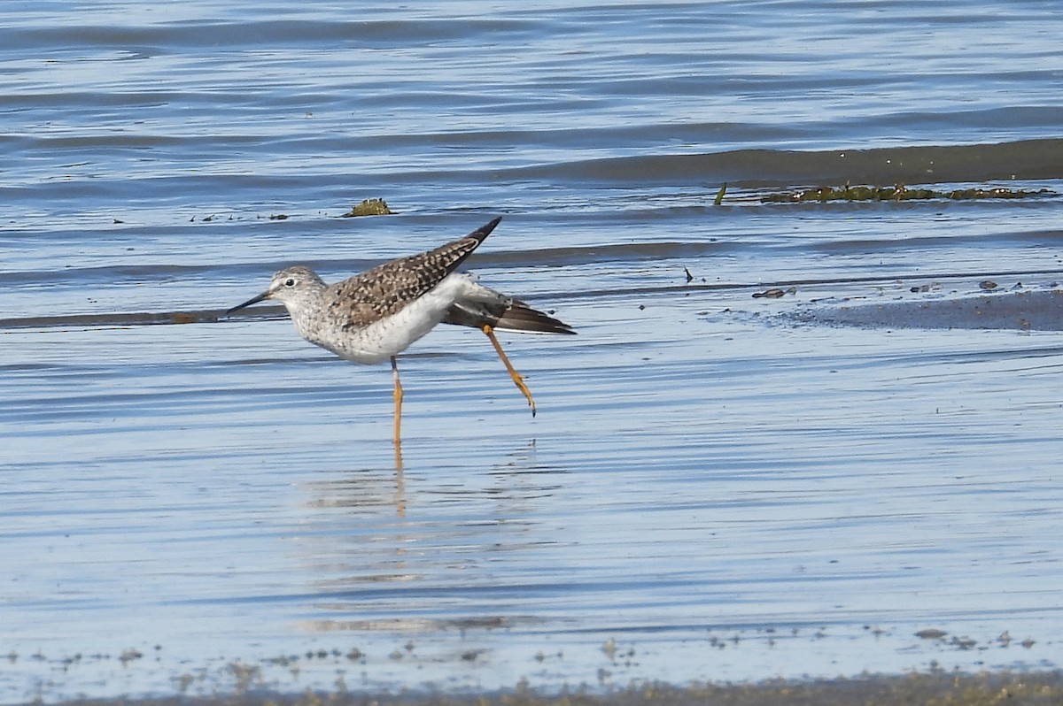 Lesser Yellowlegs - ML616946136