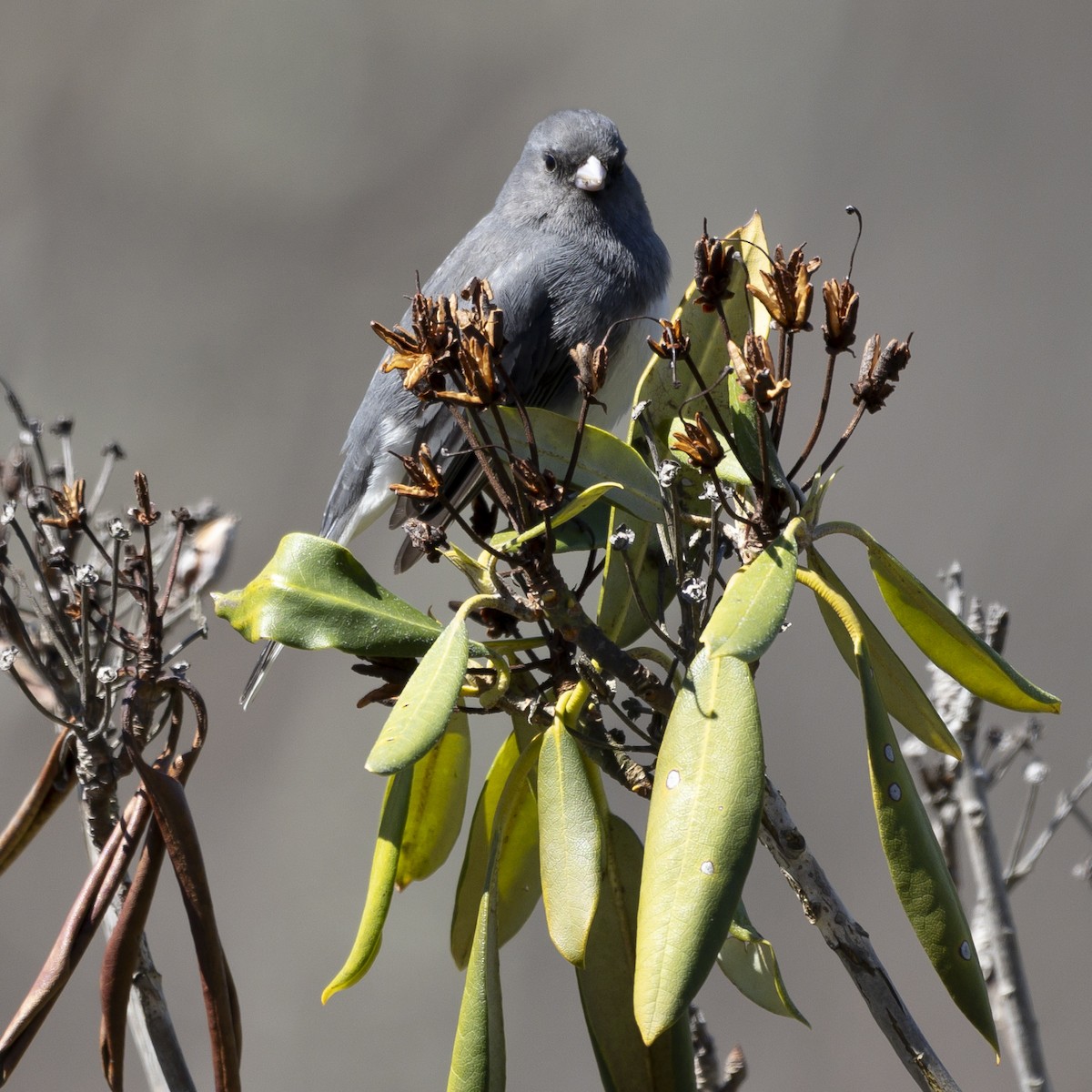 Junco ardoisé - ML616946139