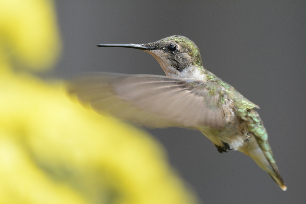 Ruby-throated Hummingbird - ML616946149