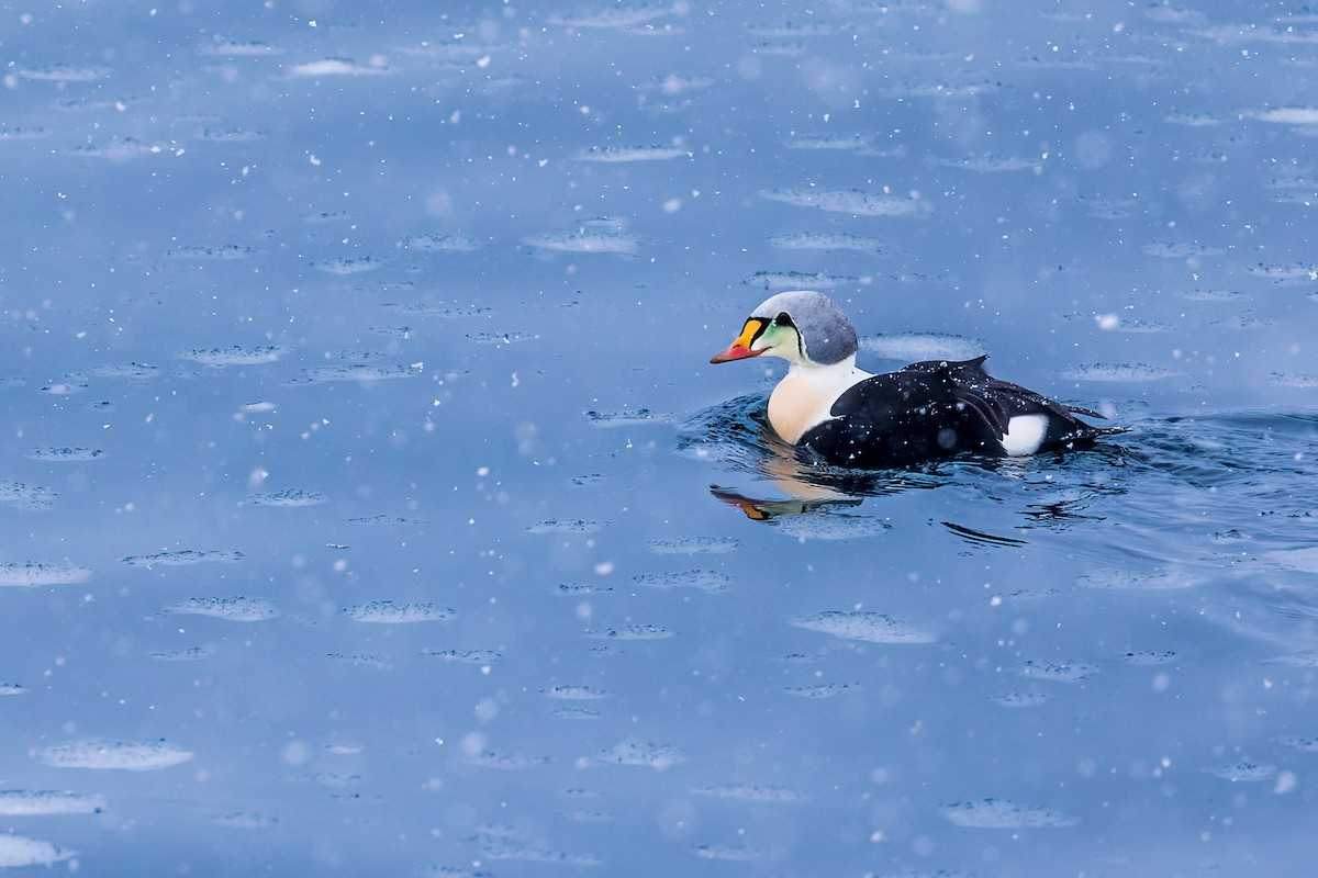 King Eider - ML616946184
