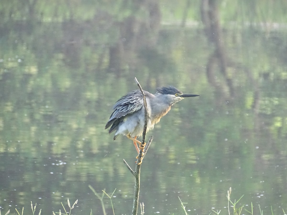 Striated Heron (South American) - ML616946214