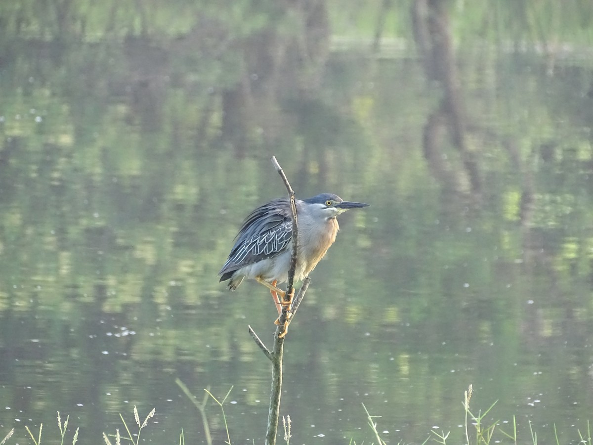 Striated Heron (South American) - ML616946215