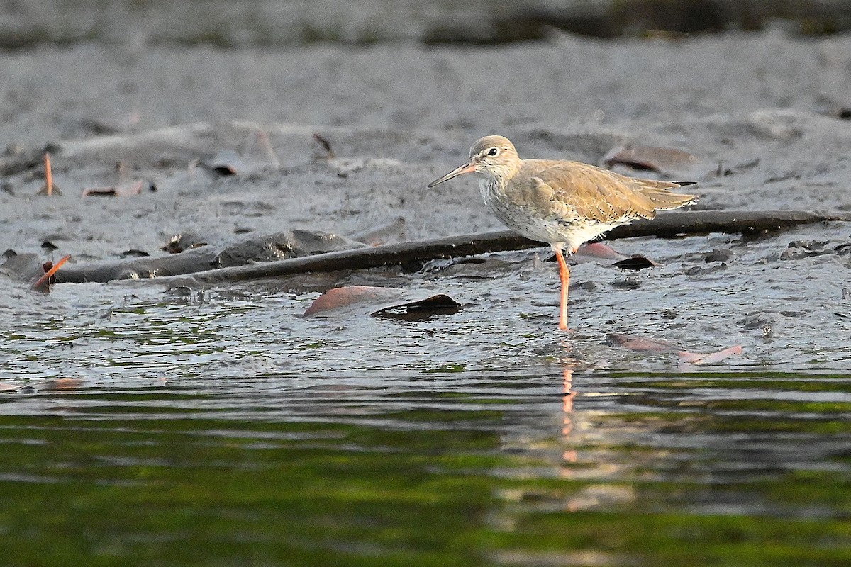 Common Redshank - ML616946218