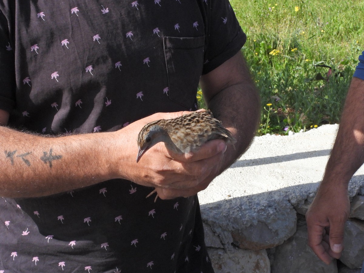 Corn Crake - ML616946235