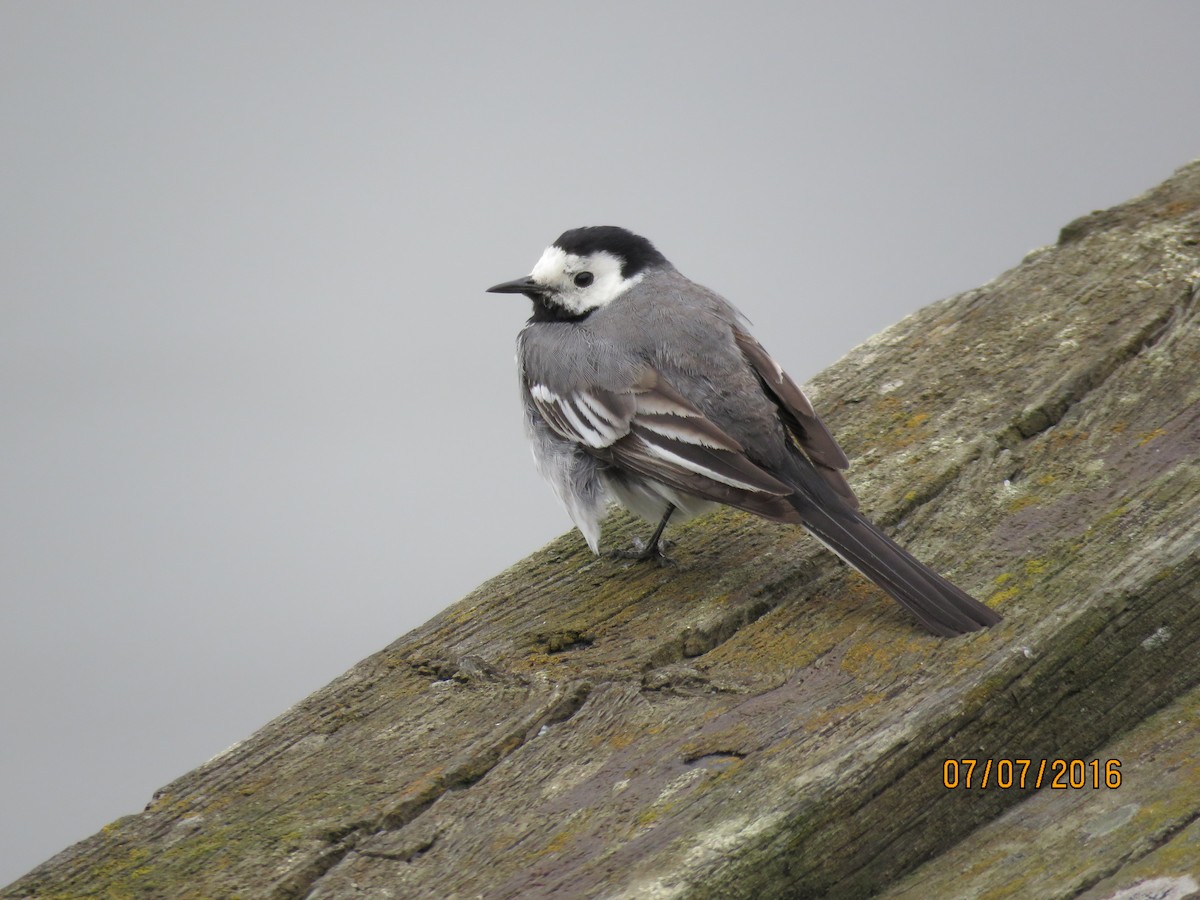 White Wagtail - ML616946258