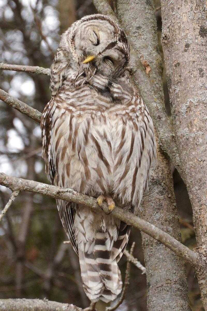 Barred Owl - ML616946264