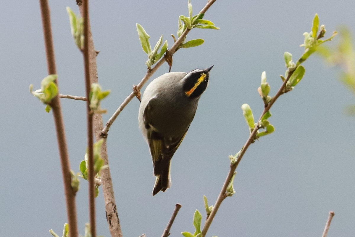 Golden-crowned Kinglet - Debra Rittelmann