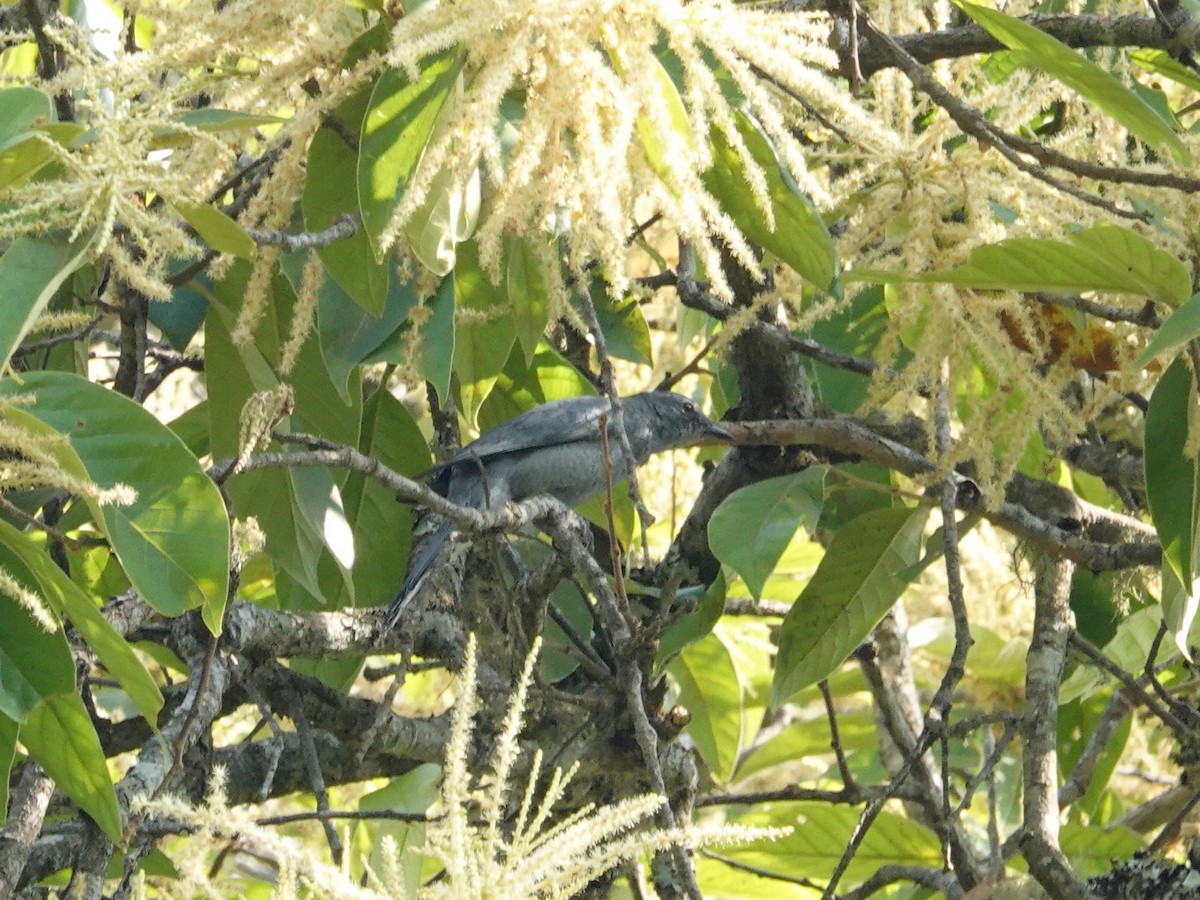 Large Cuckooshrike - ML616946282