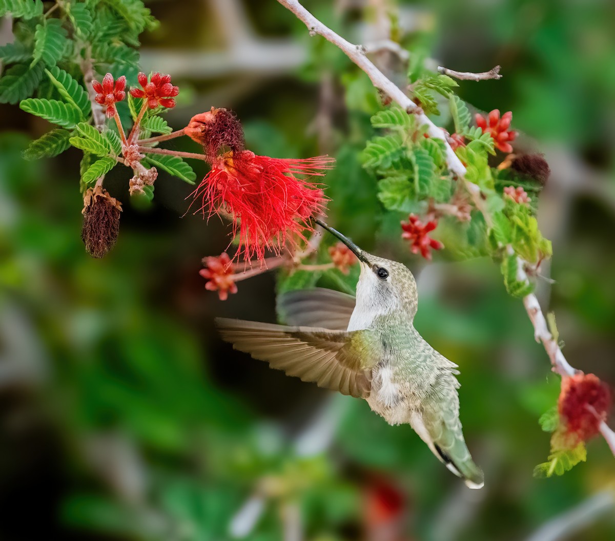 Costa's Hummingbird - ML616946340