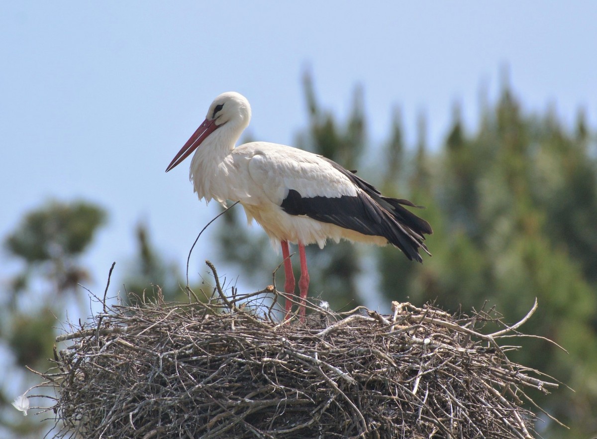 Cigogne blanche - ML616946345