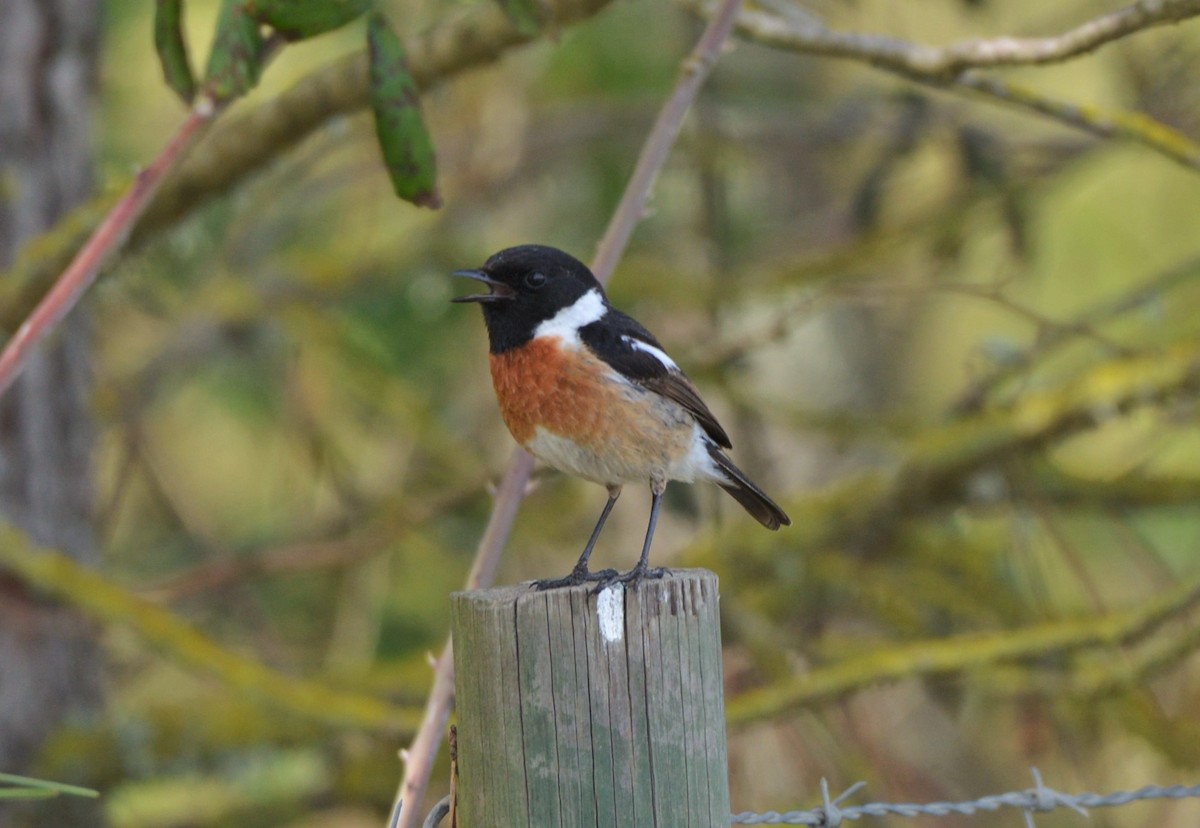 European Stonechat - ML616946373