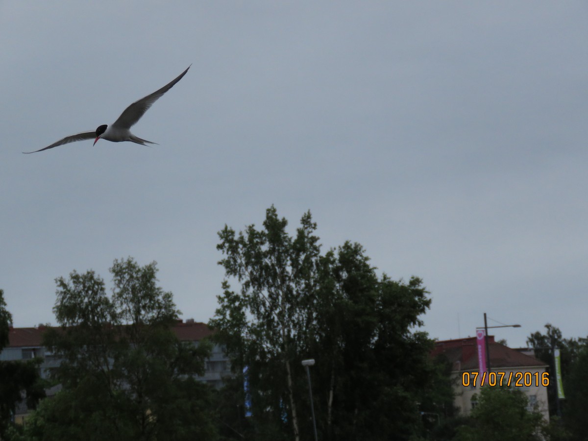 Caspian Tern - ML616946374