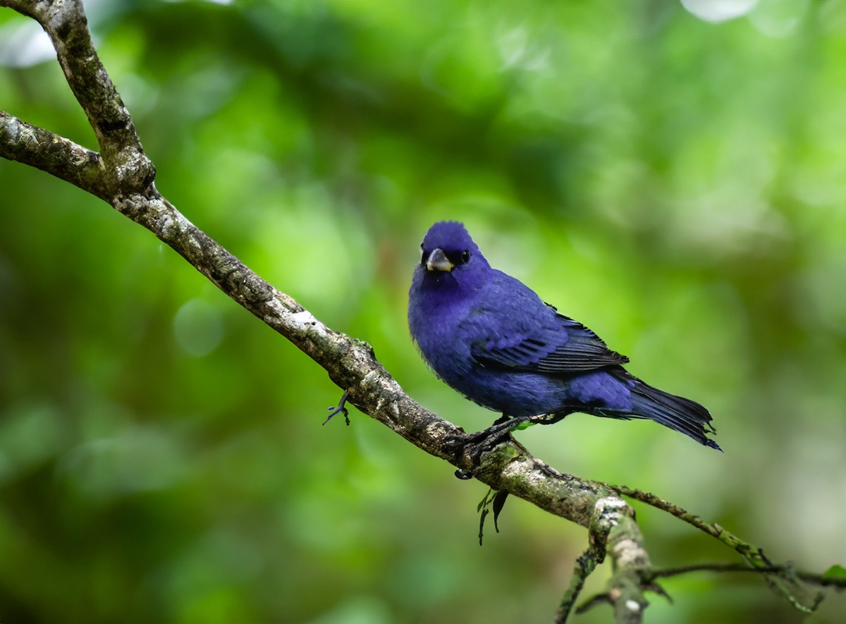 Indigo Bunting - James Glasson