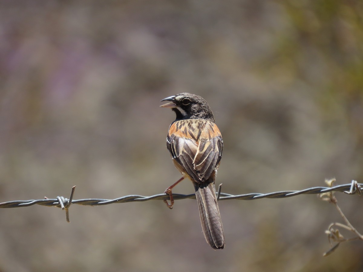 Bridled Sparrow - ML616946393