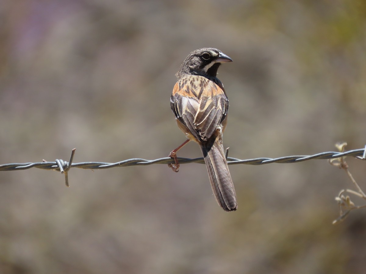 Bridled Sparrow - ML616946394