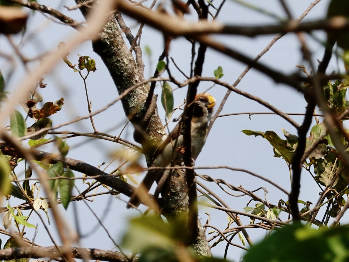 Spot-breasted Parrotbill - Whitney Mortimer