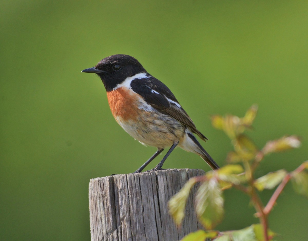 European Stonechat - ML616946437