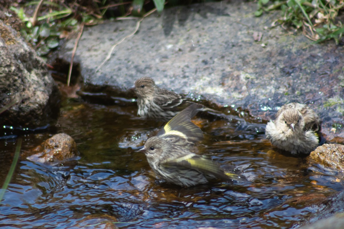 Pine Siskin - Alejandro López Michelena