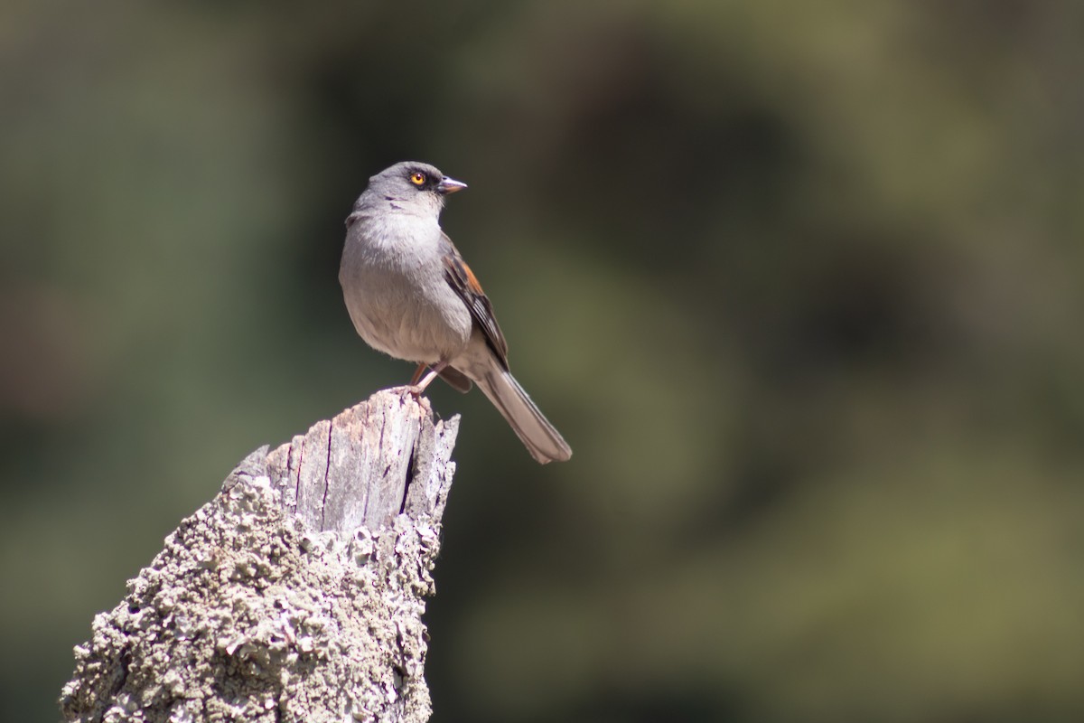 Yellow-eyed Junco - Alejandro López Michelena