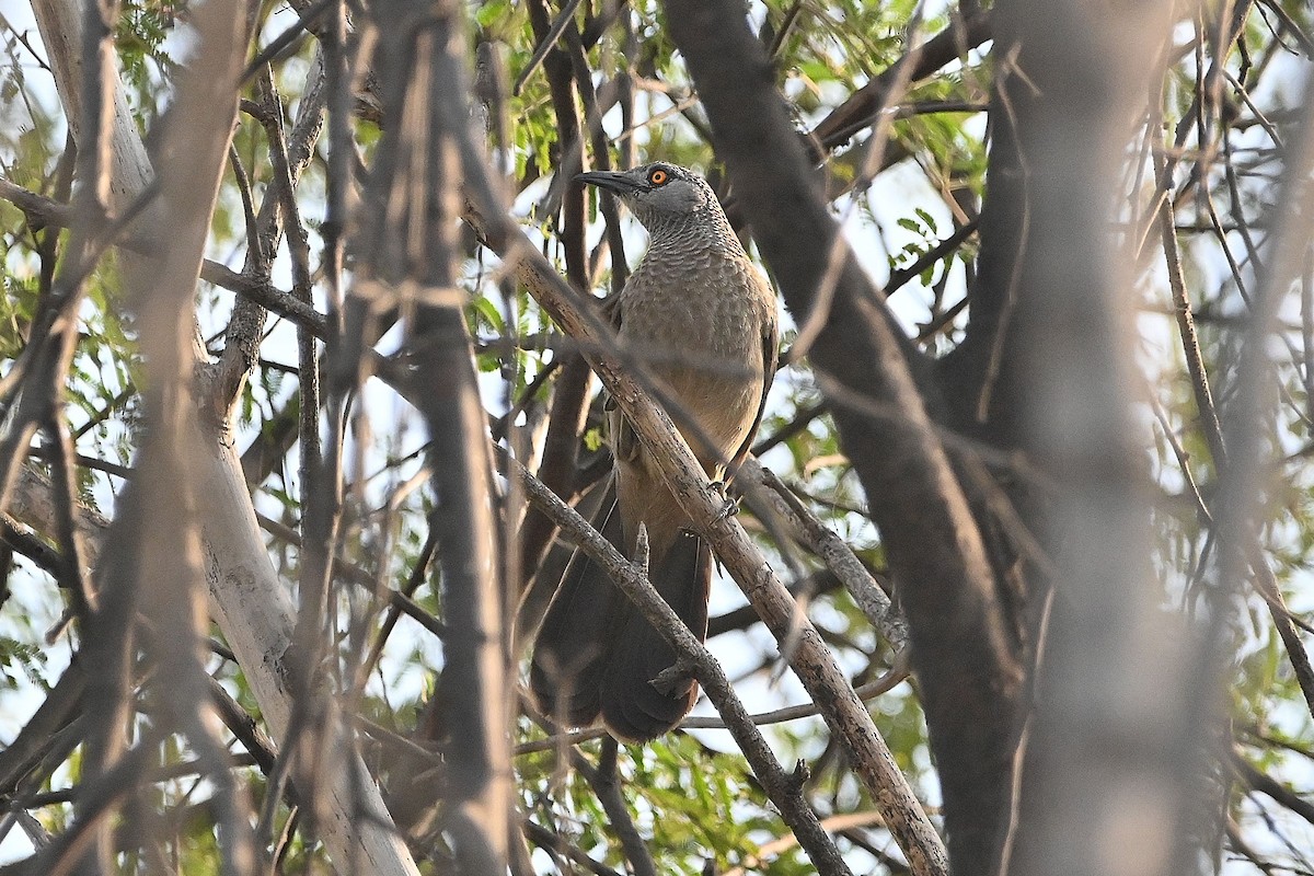 Brown Babbler - ML616946480