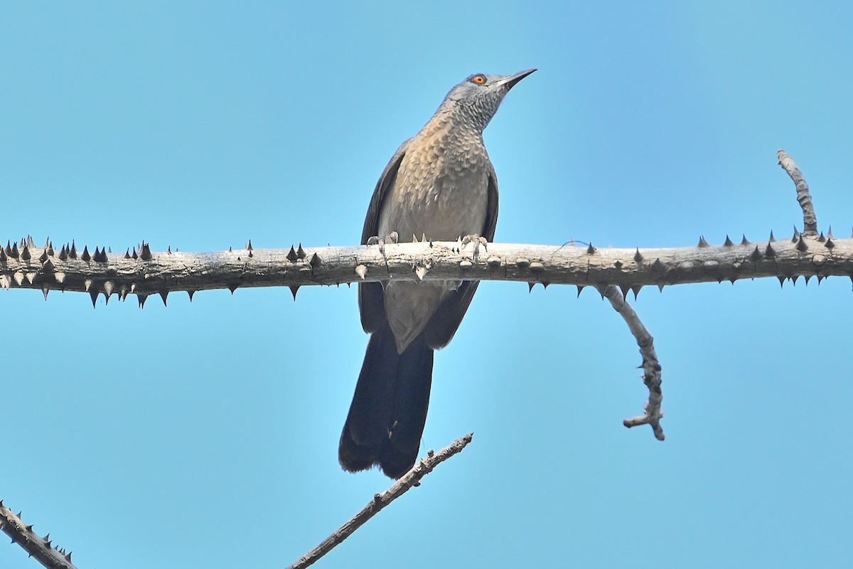 Brown Babbler - ML616946492