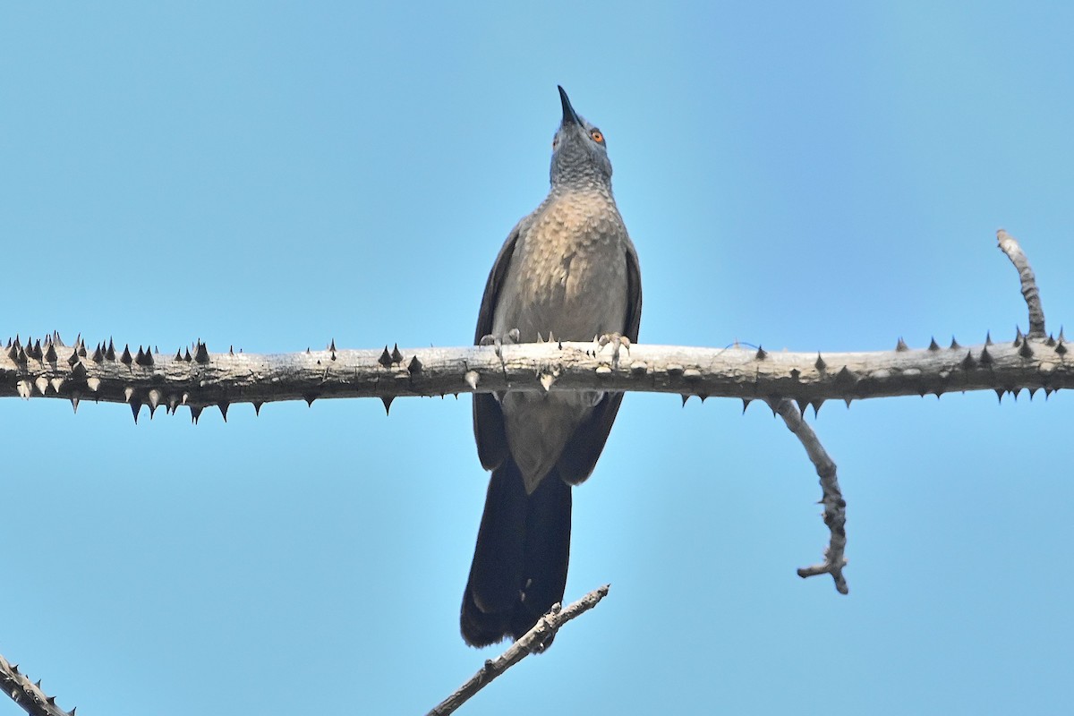 Brown Babbler - ML616946493