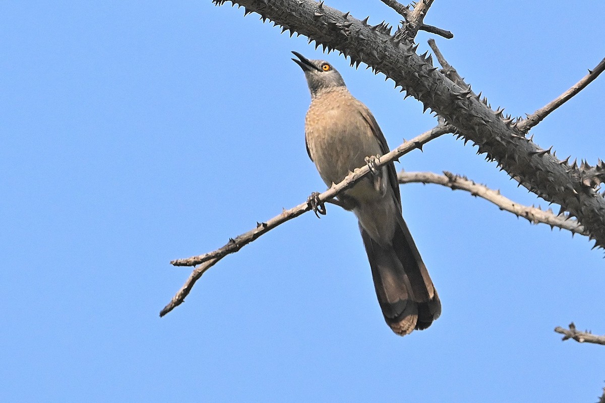 Brown Babbler - ML616946501