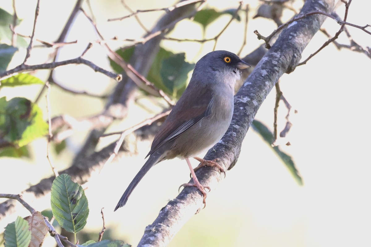 Junco aux yeux jaunes - ML616946509