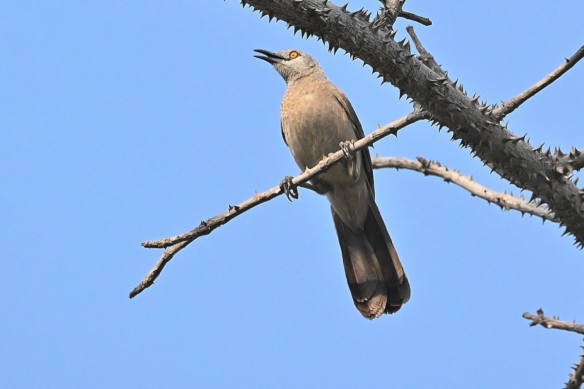 Brown Babbler - ML616946511