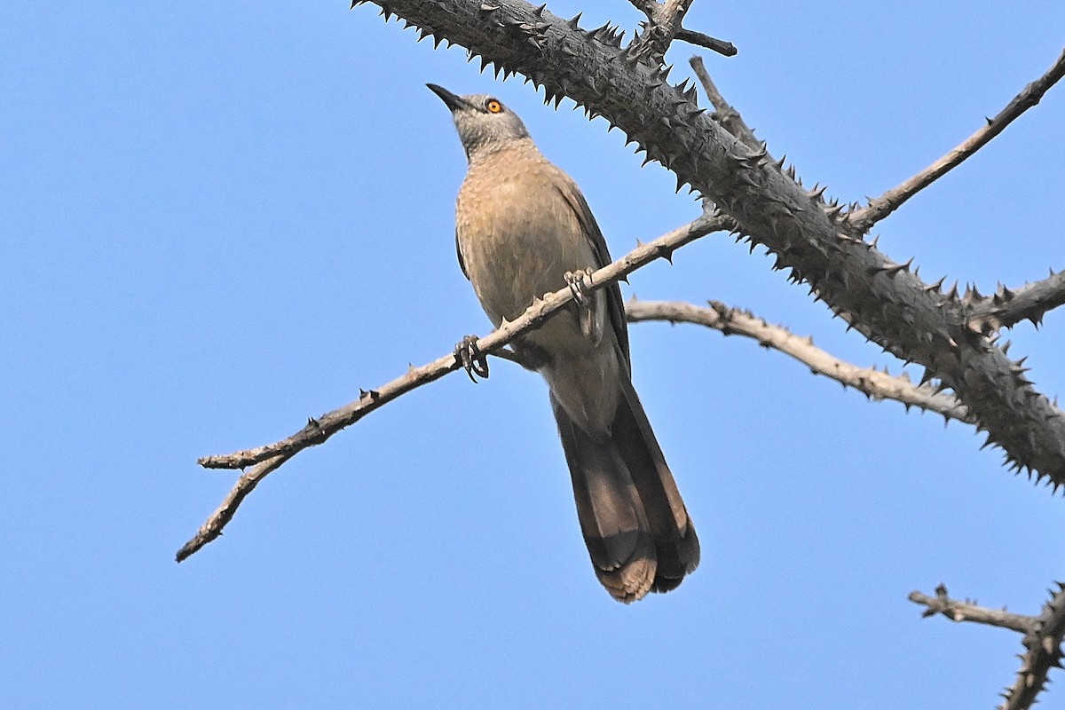 Brown Babbler - ML616946512