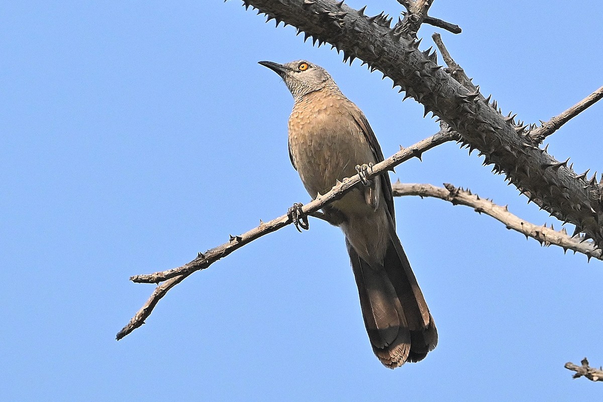 Kahverengi Yedikardeş - ML616946513